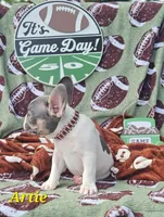 Artie, a male French Bulldog for sale in Heavener, OK – Photo 4 of 5