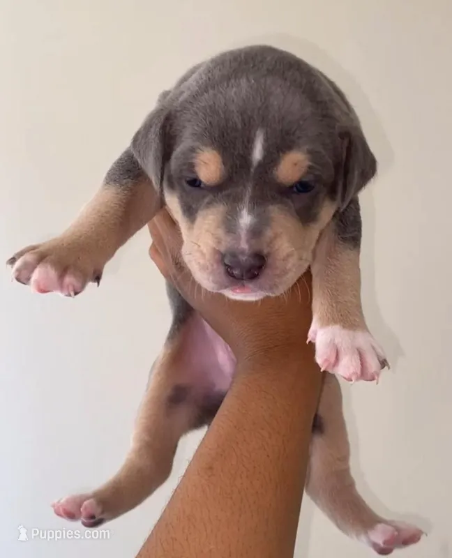 Linus ( tri colored) 