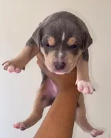 Linus ( tri colored) , a male American Pit Bull Terrier for sale in Detroit, MI – Photo 1 of 2