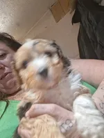 Darla, a female Australian Shepherd and Aussiedoodle for sale in Flint, MI – 2 of 2