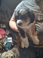 Sally, a female Australian Shepherd and Aussiedoodle for sale in Flint, MI – 2 of 3