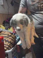 Jack, a male Australian Shepherd and Aussiedoodle for sale in Flint, MI – 2 of 2