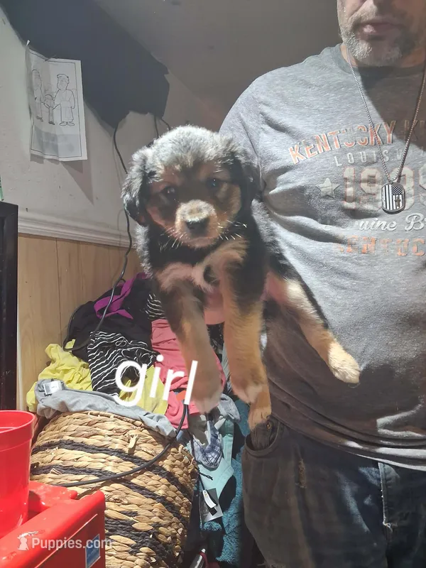 Sally – Australian Shepherd, Aussiedoodle puppy for sale in Flint, MI