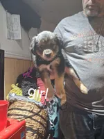 Sally, a female Australian Shepherd and Aussiedoodle for sale in Flint, MI – 1 of 3