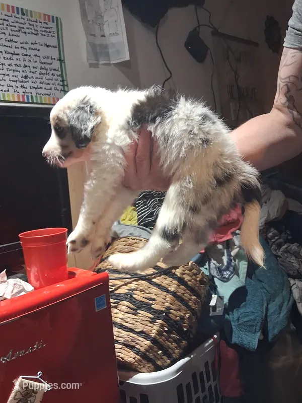 Jack – Australian Shepherd, Aussiedoodle puppy for sale in Flint, MI