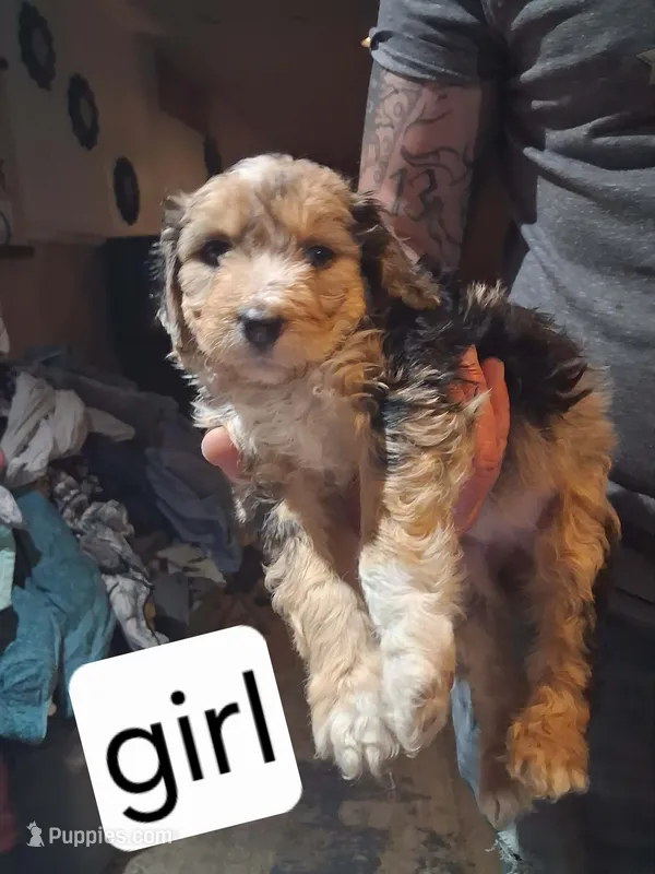 Darla – Australian Shepherd, Aussiedoodle puppy for sale in Flint, MI