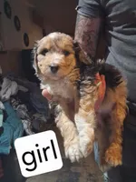 Darla, a female Australian Shepherd and Aussiedoodle for sale in Flint, MI – 1 of 2