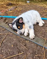 ACE, a female Australian Shepherd for sale in Mabel, MN – 6 of 10
