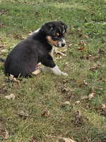 DIESEL, a male Australian Shepherd for sale in Mabel, MN – 9 of 10