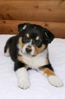 Rhett, a male Australian Shepherd for sale in Mabel, MN – Photo 1 of 2