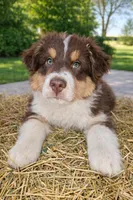 Bronco, a male Australian Shepherd for sale in Mabel, MN – Photo 1 of 10