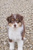Bronco, a male Australian Shepherd for sale in Mabel, MN – Photo 2 of 10