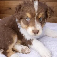 Bronco, a male Australian Shepherd for sale in Mabel, MN – Photo 5 of 10