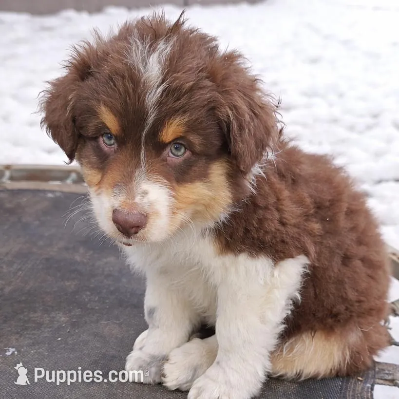 Bronco, a male Australian Shepherd for sale in Mabel, MN – Photo 7 of 10