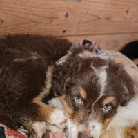 Bronco, a male Australian Shepherd for sale in Mabel, MN – Photo 10 of 10