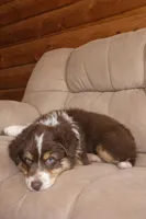 Bronco, a male Australian Shepherd for sale in Mabel, MN – Photo 9 of 10