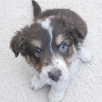 Bronco, a male Australian Shepherd for sale in Mabel, MN – Photo 6 of 10