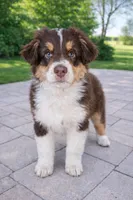 Bronco, a male Australian Shepherd for sale in Mabel, MN – Photo 4 of 10