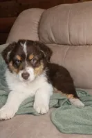 Bronco, a male Australian Shepherd for sale in Mabel, MN – Photo 3 of 10