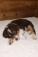 Bronco, a male Australian Shepherd for sale in Mabel, MN – Photo 8 of 10