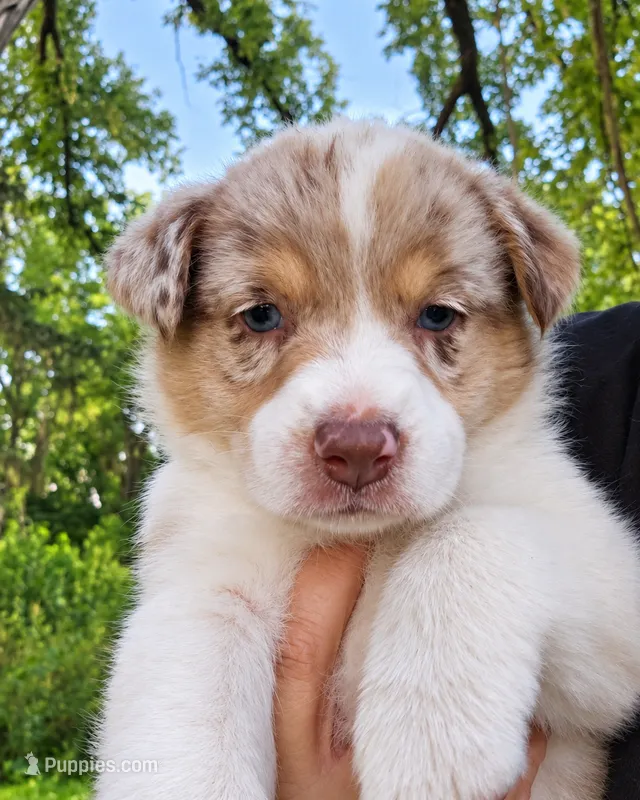 Megan Maroney – Australian Shepherd puppy for sale in Mabel, MN