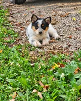 ACE, a female Australian Shepherd for sale in Mabel, MN – 8 of 10