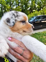 Morgan Wallen, a male Australian Shepherd for sale in Mabel, MN – 4 of 10