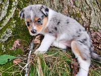 Lainey Wilson, a female Australian Shepherd for sale in Mabel, MN – 4 of 5