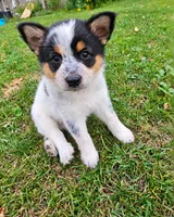 ACE, a female Australian Shepherd for sale in Mabel, MN – 4 of 10