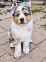TURBO, a male Australian Shepherd for sale in Mabel, MN – 8 of 10