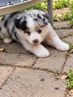 Ella Langley, a female Australian Shepherd for sale in Mabel, MN – 5 of 7
