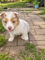 ROCKET , a male Australian Shepherd for sale in Mabel, MN – 6 of 10