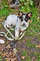 ACE, a female Australian Shepherd for sale in Mabel, MN – 10 of 10