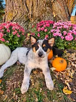 ACE, a female Australian Shepherd for sale in Mabel, MN – 2 of 10