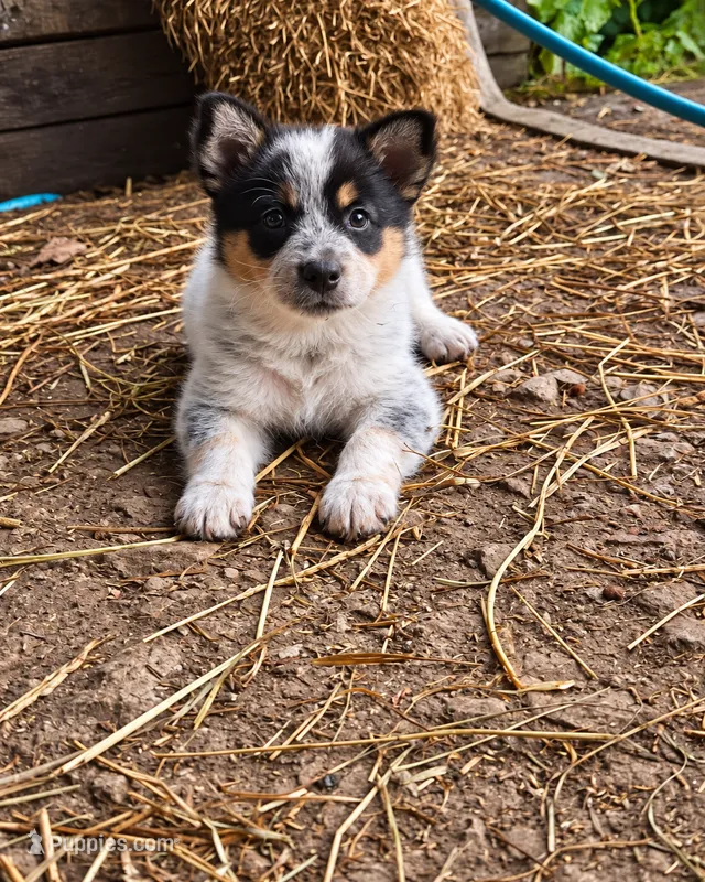 ACE – Australian Shepherd puppy for sale in Mabel, MN