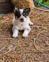 ACE, a female Australian Shepherd for sale in Mabel, MN – 1 of 10