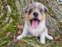 Lainey Wilson, a female Australian Shepherd for sale in Mabel, MN – 2 of 5