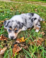 Miranda Lambert, a female Australian Shepherd for sale in Mabel, MN – 4 of 7
