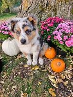 TURBO, a male Australian Shepherd for sale in Mabel, MN – 3 of 10