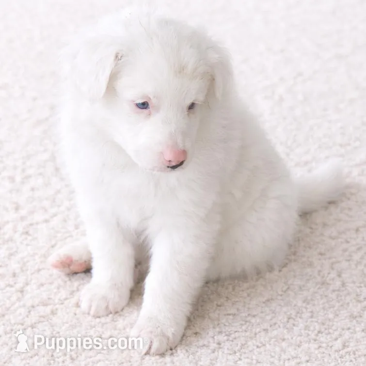 Waylon, a male Australian Shepherd for sale in Mabel, MN – Photo 3 of 3