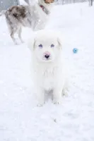 Waylon, a male Australian Shepherd for sale in Mabel, MN – Photo 2 of 9