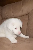 Waylon, a male Australian Shepherd for sale in Mabel, MN – Photo 9 of 9