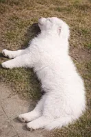 Waylon, a male Australian Shepherd for sale in Mabel, MN – Photo 4 of 9