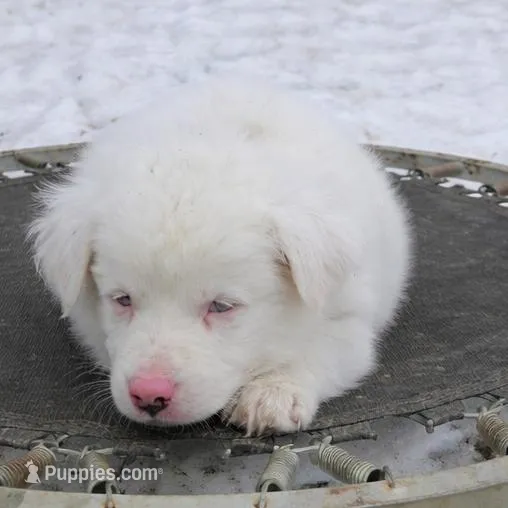 Waylon, a male Australian Shepherd for sale in Mabel, MN – Photo 8 of 9