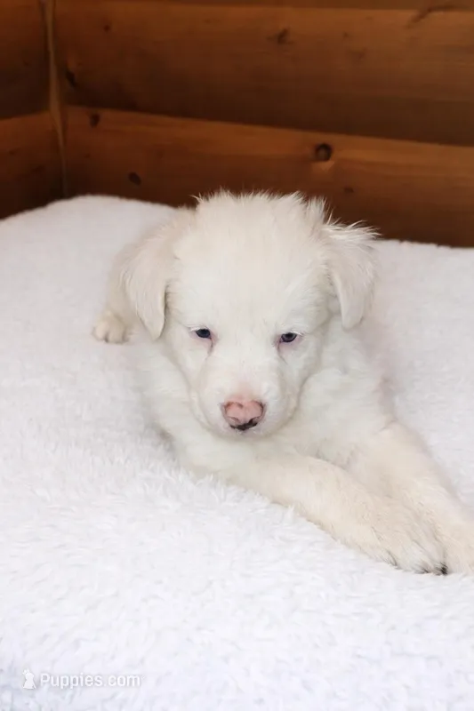 Waylon, a male Australian Shepherd for sale in Mabel, MN – Photo 1 of 3