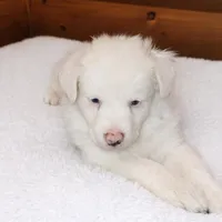 Waylon, a male Australian Shepherd for sale in Mabel, MN – Photo 5 of 9