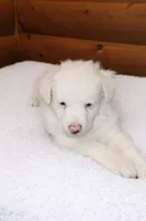 Waylon, a male Australian Shepherd for sale in Mabel, MN – Photo 1 of 3