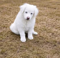 Waylon, a male Australian Shepherd for sale in Mabel, MN – Photo 3 of 9