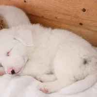 Waylon, a male Australian Shepherd for sale in Mabel, MN – Photo 6 of 9