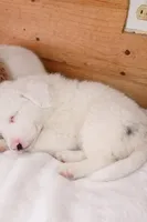 Waylon, a male Australian Shepherd for sale in Mabel, MN – Photo 2 of 3